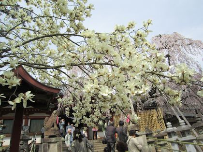 氷室神社の木蓮と枝垂桜