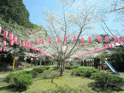 石上神宮の桜