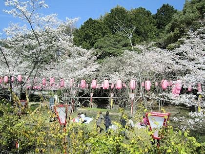 石上神宮の桜