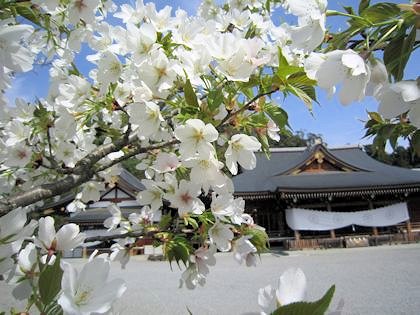 大神神社祈祷殿と桜