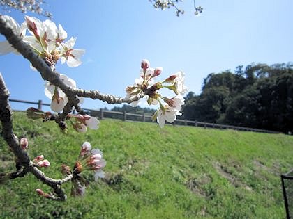 箸墓古墳と桜