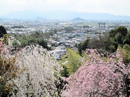 大和三山と桜