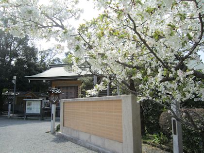 大神神社宝物収蔵庫と桜