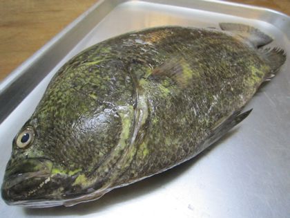 マツダイ　松鯛