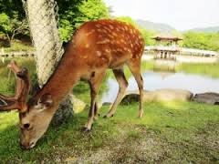 奈良公園の鹿と浮見堂