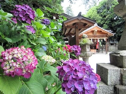 鴨都波神社の紫陽花