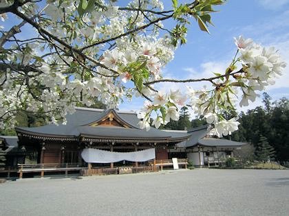 大神神社祈祷殿と桜
