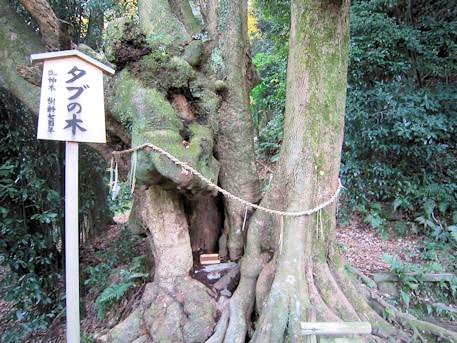 高良神社御神木のタブの木