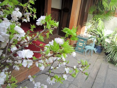 大正楼玄関口の牡丹桜