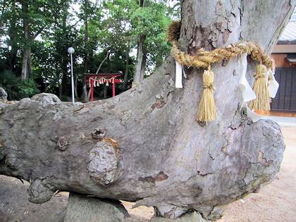 角刺神社の御神木