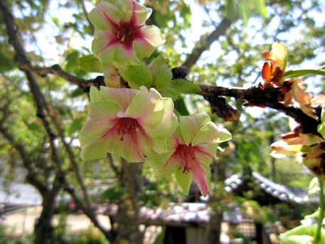 長谷寺の御衣黄桜