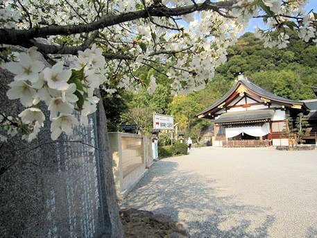 大神神社儀式殿と桜