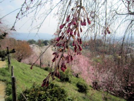 大美和の杜展望台の桜