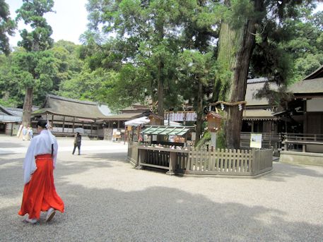 大神神社の巳の神杉