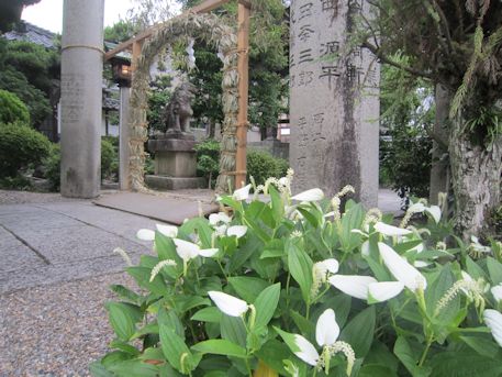 恵比須神社の茅の輪くぐり