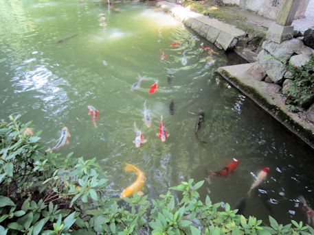 高鴨神社放生池の鯉