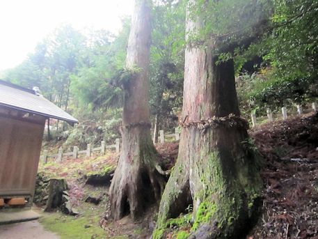 天一神社の巨木