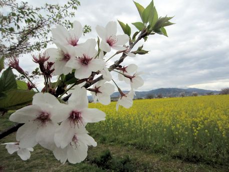 三輪山と菜の花