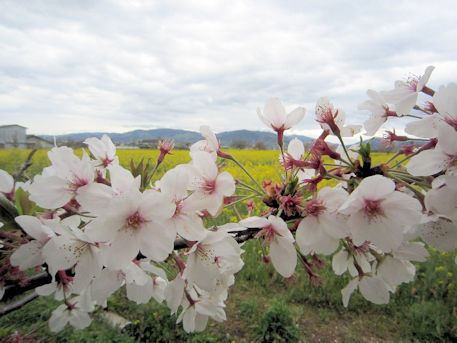 藤原宮跡の桜と菜の花
