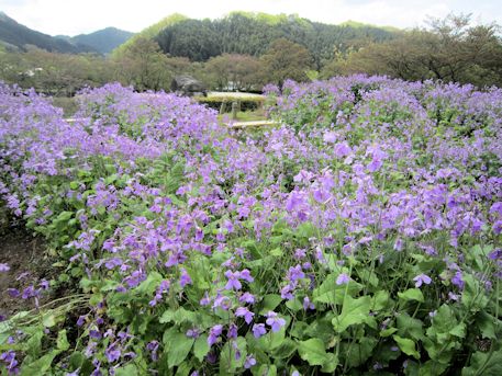 石舞台古墳の紫花菜