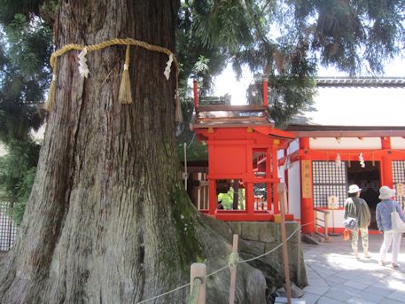 大杉と岩本神社
