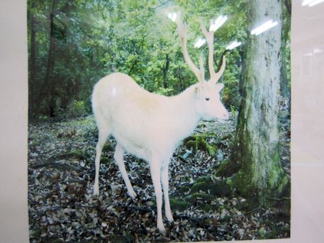 奈良公園の白鹿