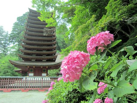 談山神社十三重塔と紫陽花