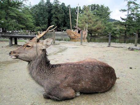 奈良の鹿と船