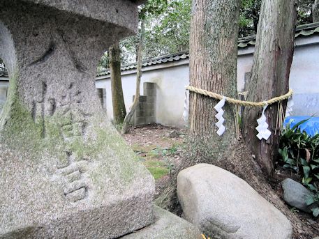 八幡神社の夫婦御神木