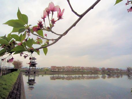 唐古池と桜