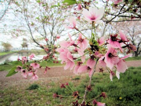 唐古鍵遺跡の桜