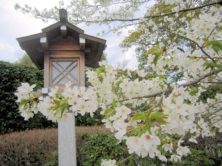 燈籠と桜