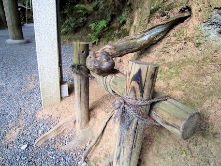 狭井神社鳥居前の木の根っこ