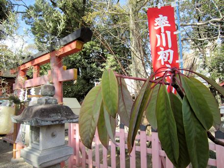 率川神社のゆずり葉