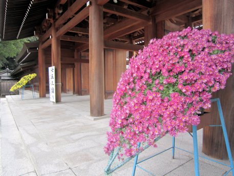 橿原神宮の菊花