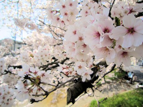 粟原川の桜