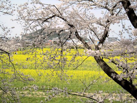 藤原宮跡の桜と菜の花