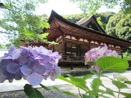 長弓寺本堂と紫陽花