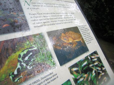 マノア滝の蛙