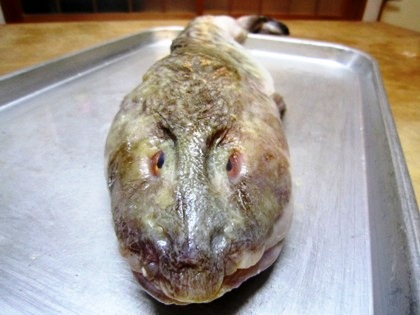 深海魚ババチャン