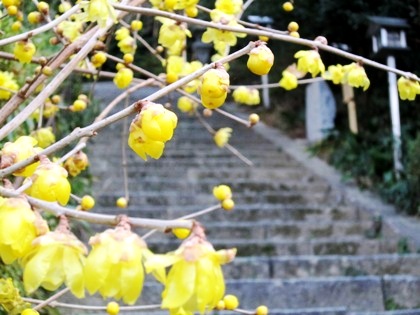 飛鳥坐神社の蝋梅
