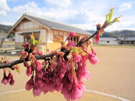 飛鳥京跡苑池の寒緋桜