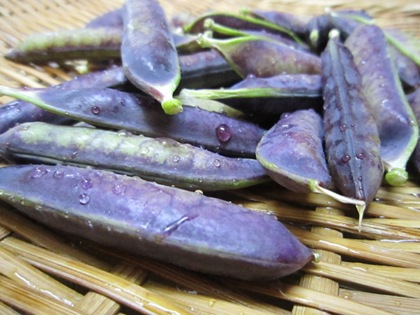 ツタンカーメン豌豆