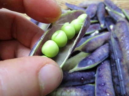 ツタンカーメン豌豆の莢
