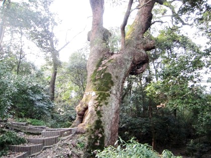 奈良豆比古神社の楠