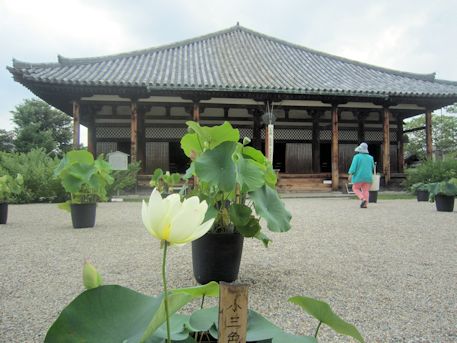 lotus of Gangoji Temple